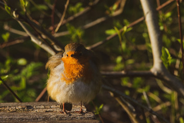 Robin on bench