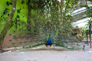 A Peacock shows its feathers