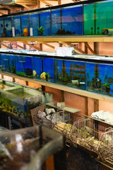 Fish tanks in pet store