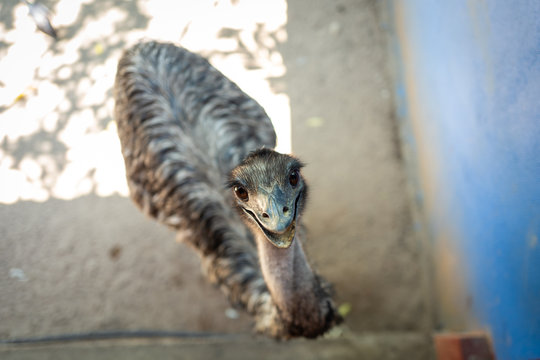 An Emu looking at camera