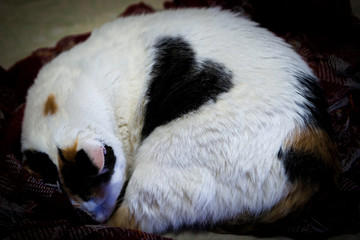 mycutecat © Murilo Papini