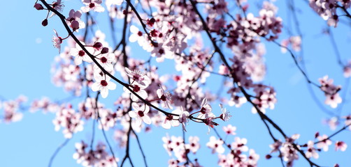 Zierkirschenblüten vor blauen Himmel