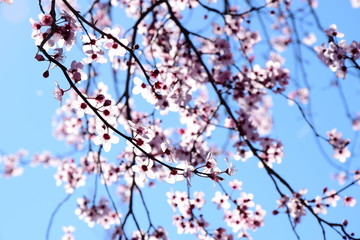Zierkirschenblüten vor blauen Himmel