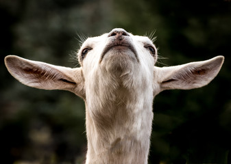 White Goat Waiting for the Rapture