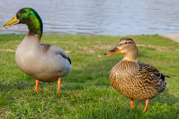 Mallard couple on the meadow