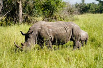 Fototapeta premium Portrait Rhino in African with baby