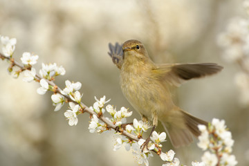 Common Chiffchaff - Phylloscopus collybita widespread leaf warbler which breeds in open woodlands throughout northern and temperate Europe and Asia