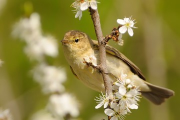 Common Chiffchaff - Phylloscopus collybita widespread leaf warbler which breeds in open woodlands throughout northern and temperate Europe and Asia