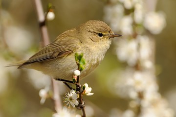 Common Chiffchaff - Phylloscopus collybita widespread leaf warbler which breeds in open woodlands throughout northern and temperate Europe and Asia
