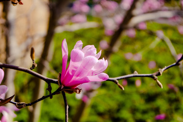 pink blooming magnolia blossom