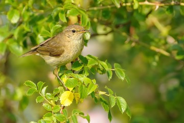Common Chiffchaff - Phylloscopus collybita widespread leaf warbler which breeds in open woodlands throughout northern and temperate Europe and Asia