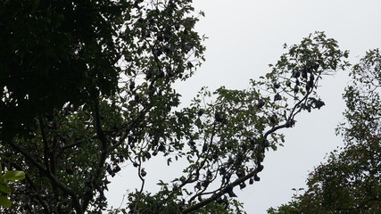 fruit bats on tree, flying fruit bat, sleeping flying fox