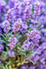 Obraz premium Vibrant Purple lavender macro textured decoration concept background