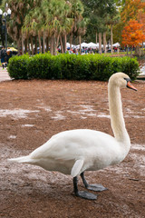 White Swan at Eola Park, Orlando, Florida