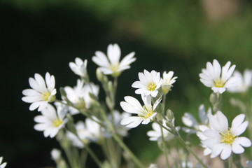 Wildflower Stitchwort. First spring flowers. White blossom on dark green background.
