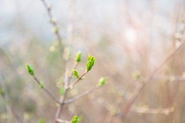 Spring blurred defocus background. Spring young fresh leaves on tree branches with sun glare effect