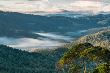 early morning mist over tropical rainforest in Tamborine National Park, Queensland, Australia