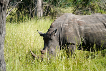 Portrait Rhino in African with baby