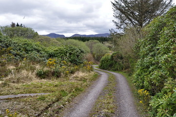 Fototapeta na wymiar Countryside Road in Ireland