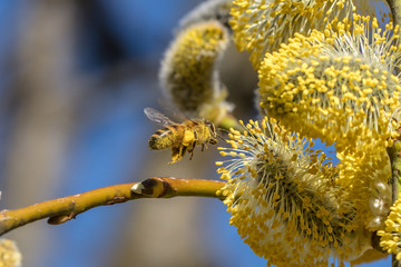 frühling