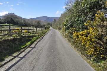 Countryside Road in Ireland