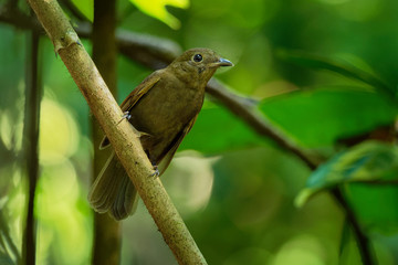 Northern Mourner - Schiffornis veraepacis is a Neotropical bird, found from Mexico to Colombia and Venezuela