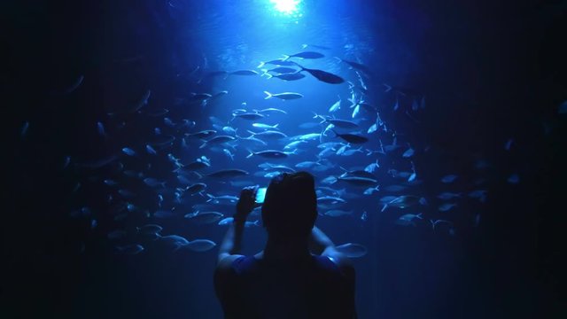 Woman taking picture of spinning schoal of fish in 4k