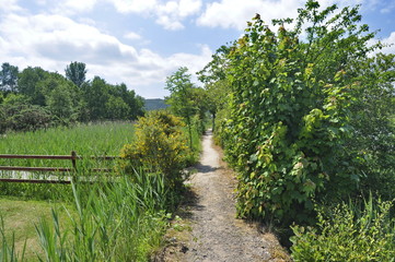 Fototapeta na wymiar Path in the park in Ireland