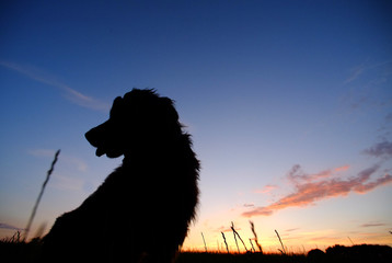 Cocker spaniel
