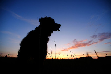 Cocker spaniel