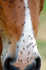 Horse flies