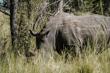 Fototapeta na wymiar Baby rhino in African