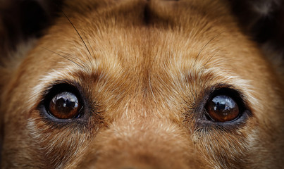 Eyes of a stray dog of a red color.