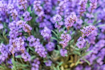 Vibrant Purple lavender macro textured decoration concept background