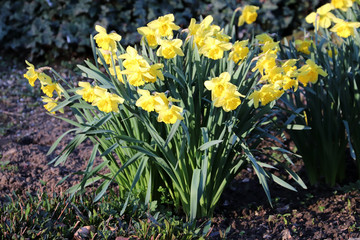 Un peu de jaune dans le jardin
