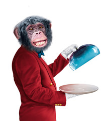 chimpanzé, serveur, chef , veste rouge,  cook, aliment, isolé, maitre d'hôtel, cuisiner, blanc, uniforme, professionnel,   boulot, cuisine, personne, cale, métiers, gens, bistro, travail, content, sou