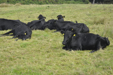 Black Cows on the Field