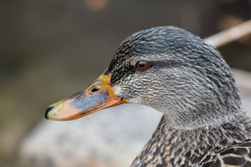 Mallard Duck