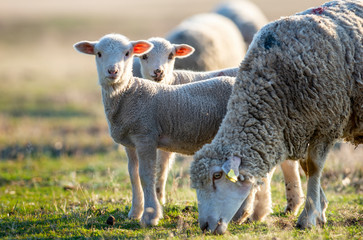 Naklejka na ściany i meble cute little lambs on fresh spring green meadow during sunrise