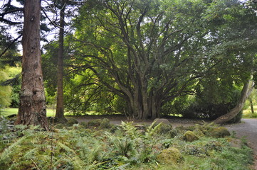 Gardens in Killarney National Park, Irelan