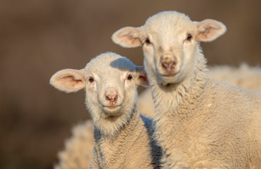 Two little lambs looking at camera