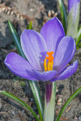 Krokus fiolet w wiosenny i słoneczny dzień