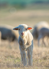 cute little lamb on fresh spring green meadow during sunrise