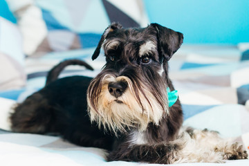 mini schnauzer lying on the bed in the room