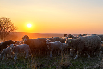 Flock of sheep at sunset in sprintime