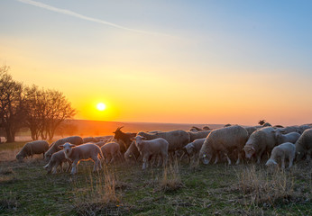Flock of sheep at sunset in sprintime