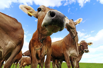 Neugieriges Braunvieh auf einer Weide in Bayern. Neugierige Kühe