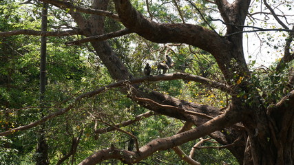 Eating langur. Closeup portrait of Tufted gray langur (Semnopithecus priam), also known as Madras gray langur, and Coromandel sacred langur