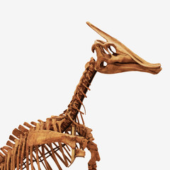 Skeleton of a herbivorous dinosaur isolated on white background