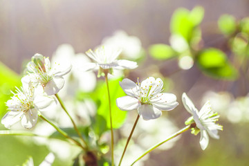 White with pink flowers of the cherry blossoms on a spring day in the park